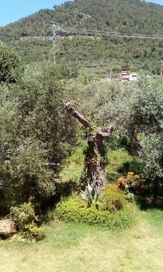 Olive Garden Villas Chrisi Ammoudia Exteriör bild