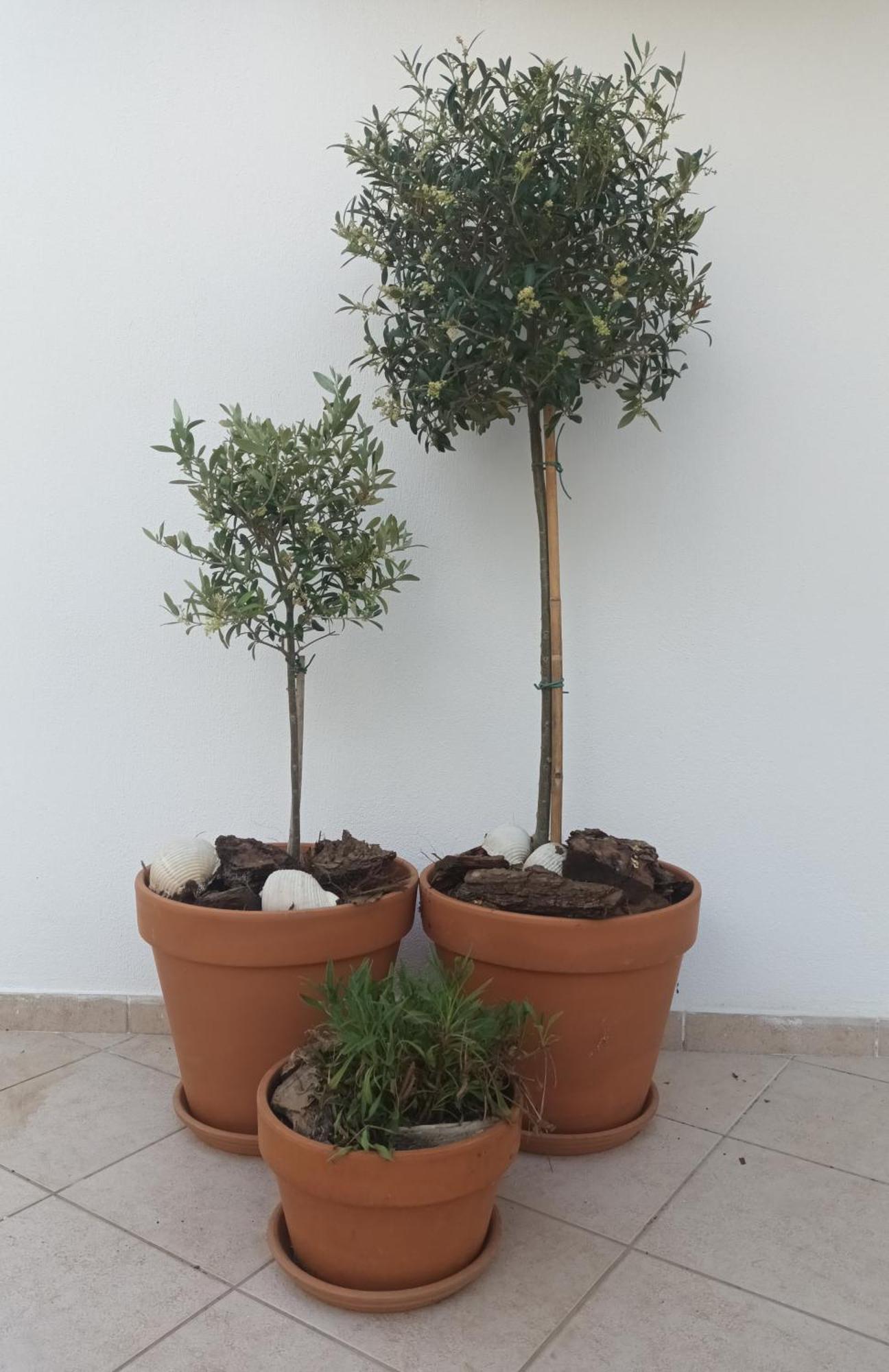 Olive Garden Villas Chrisi Ammoudia Rum bild