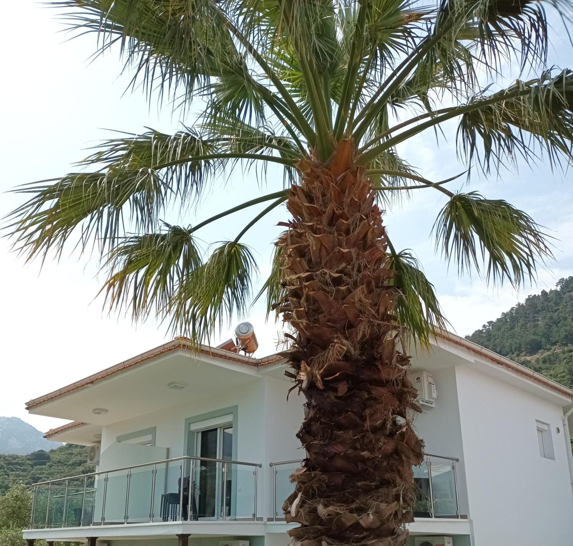 Olive Garden Villas Chrisi Ammoudia Rum bild